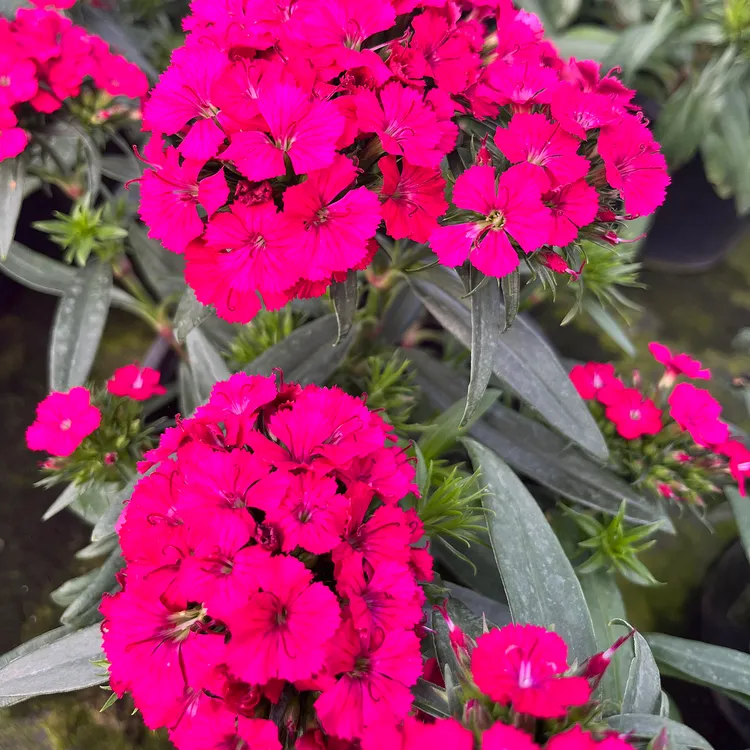 有香味】玫瑰石竹 绣球石竹盆栽  耐热耐寒花期长多年生花量大