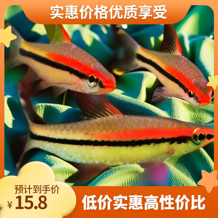 一眉道人热带活体观赏鱼苗群游草缸淡水新手混养灯科好养中小型鱼