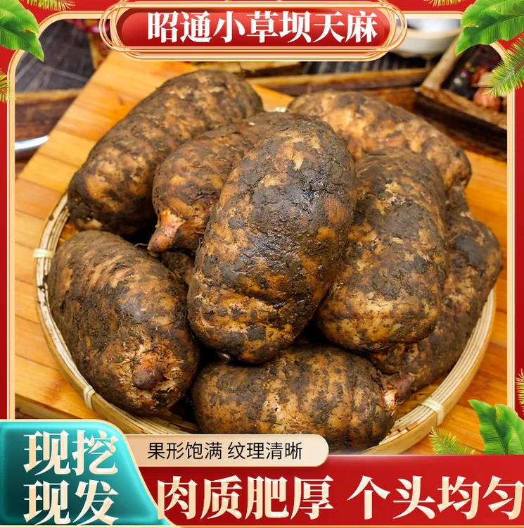 5-6个一斤 云南昭通特产新鲜天 麻炖煮下单现挖产地直发