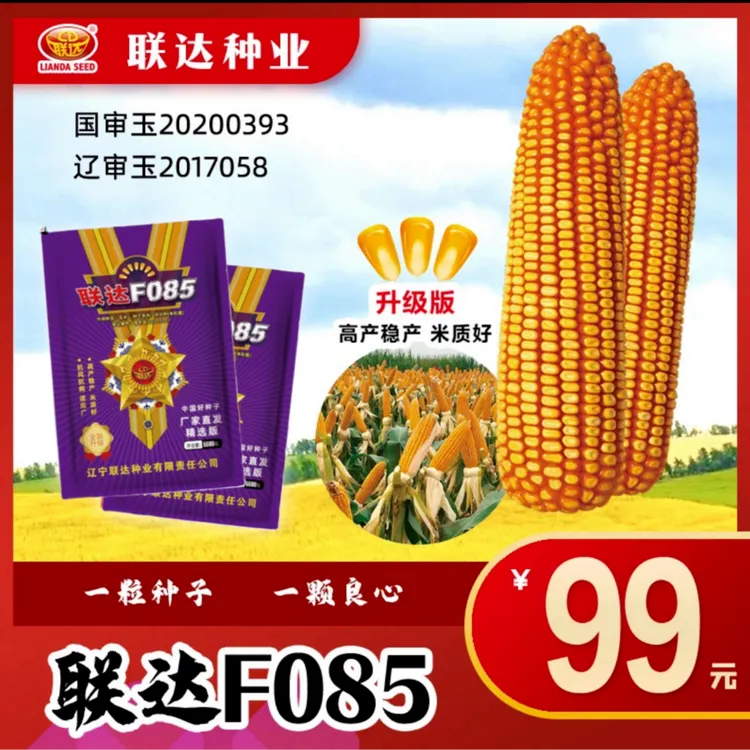 国审联达F085玉米种子高产抗旱耐涝抗病抗虫抗倒不挑地块（5500粒）