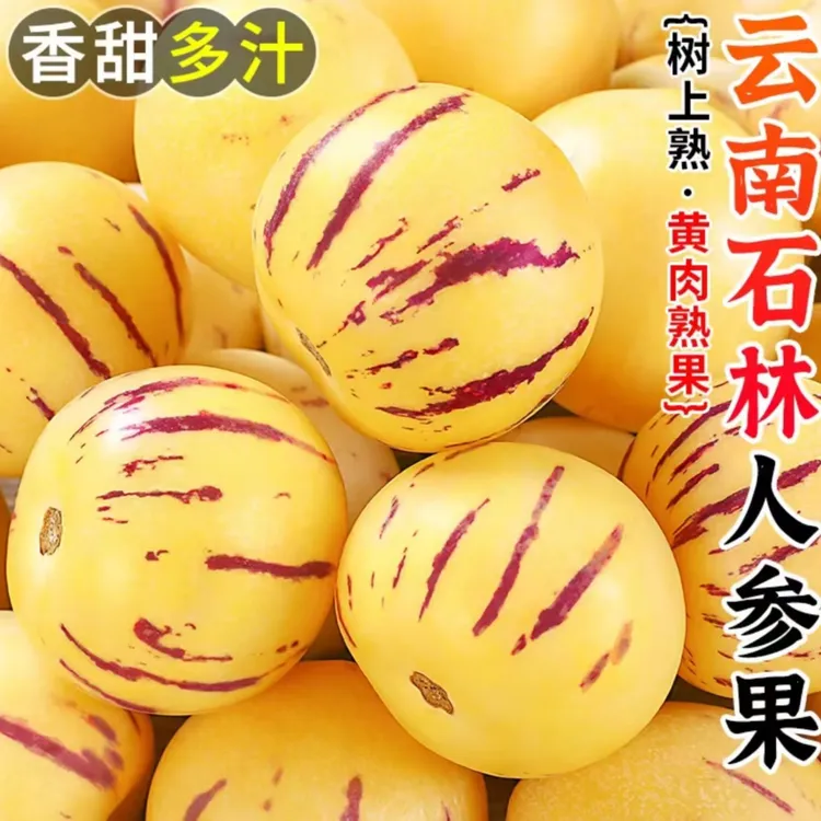 正宗云南石林树上熟人参果圆果黄心新鲜采摘发货