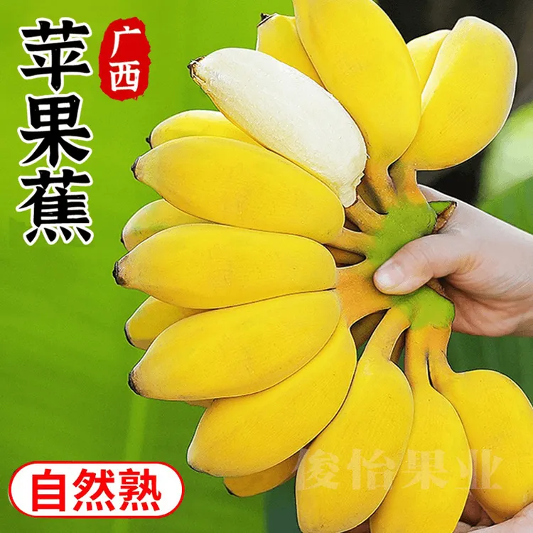 【坏果包赔】新鲜广西苹果蕉9斤5斤自然放熟现摘福建粉蕉水果伦都