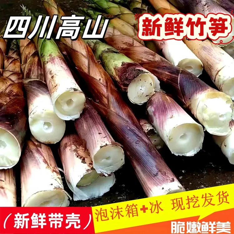 当季新鲜野竹笋现挖高山小竹笋带壳八月笋嫩笋四川峨边峨眉山现货