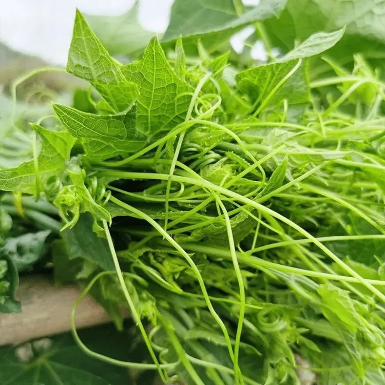 （顺丰包邮）贵州露天新鲜瓜尖佛手瓜尖龙须菜捧瓜尖当季新鲜蔬菜