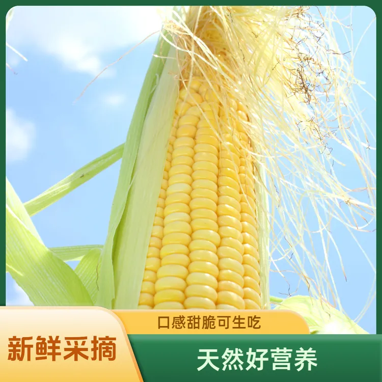 头茬水果玉米香甜大棒玉米可生食