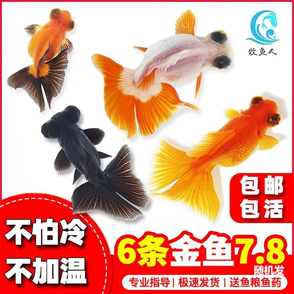 金鱼活鱼养不死淡水好养冷水鱼兰寿活体观赏鱼新手鱼苗蝶尾草金鱼