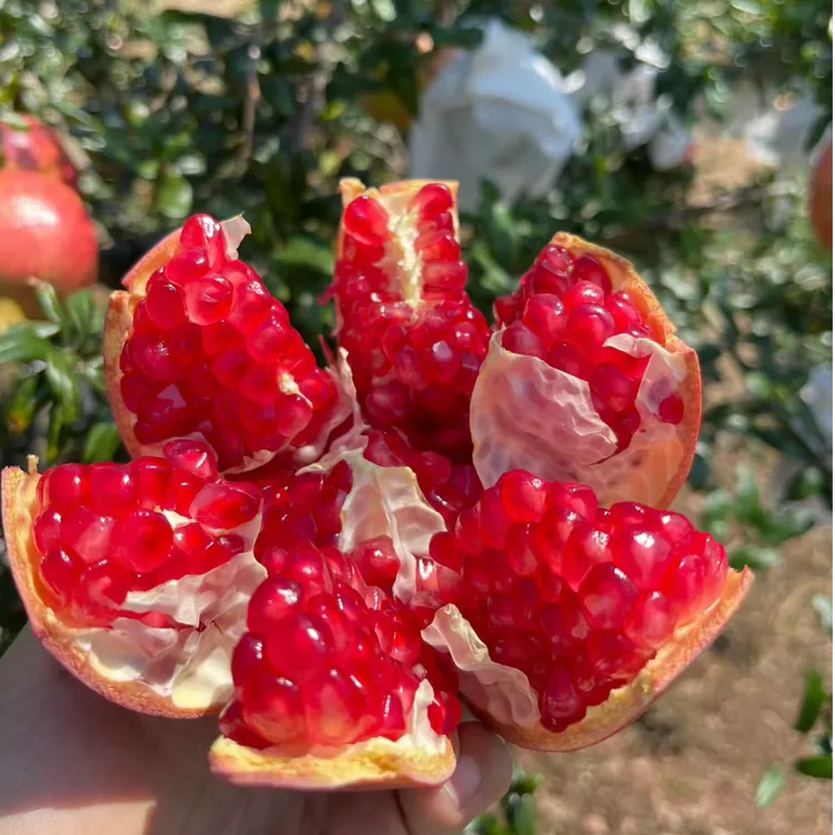 玉晨鲜果「中通快递」四川会理突尼斯软籽石榴4.5斤起「现采现发」