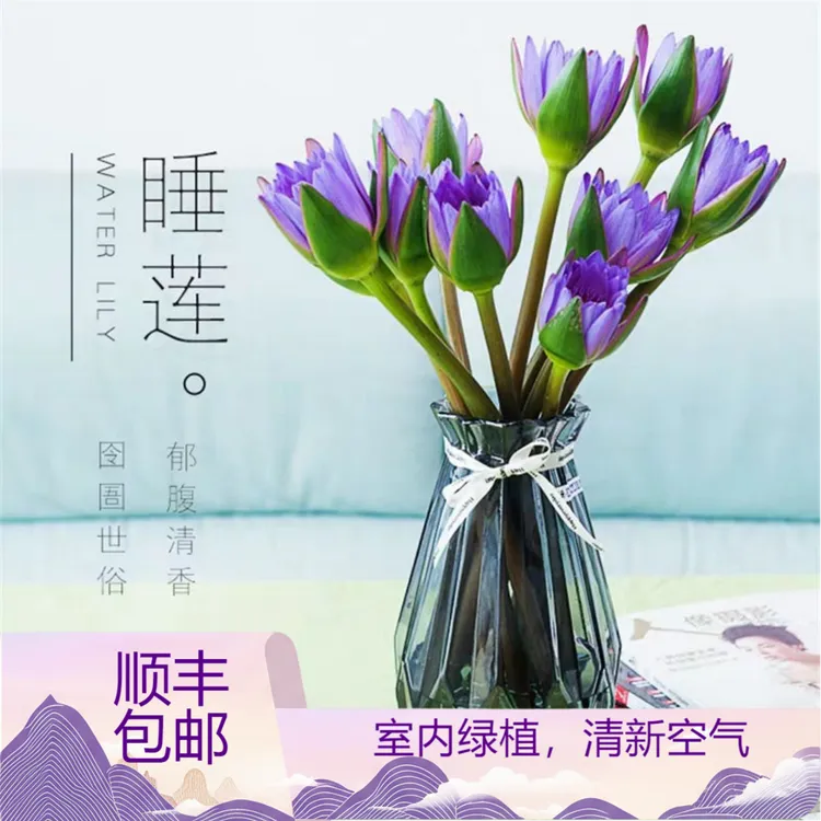 【顺丰包邮】紫色睡莲鲜花广州基地直发家庭室内水养花卉莲花花束