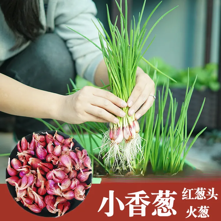 【新疆包邮】1斤 四川四季小香葱种头红头葱籽苗阳台盆栽小葱