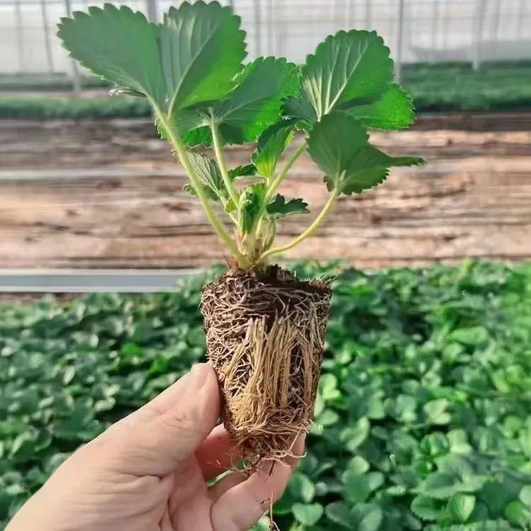 【四季草莓苗】盆栽好养活奶油红颜草莓苗南北种植