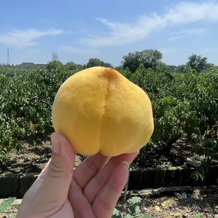 【上海金山】本地早黄桃