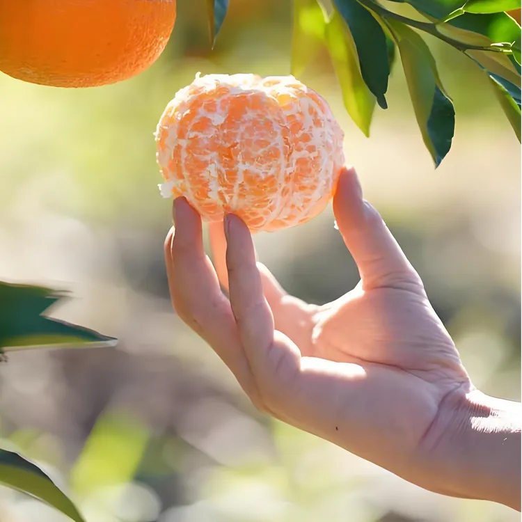 四川正宗明日见柑橘鲜嫩多汁初成熟酸甜口现摘新鲜应季水果整箱