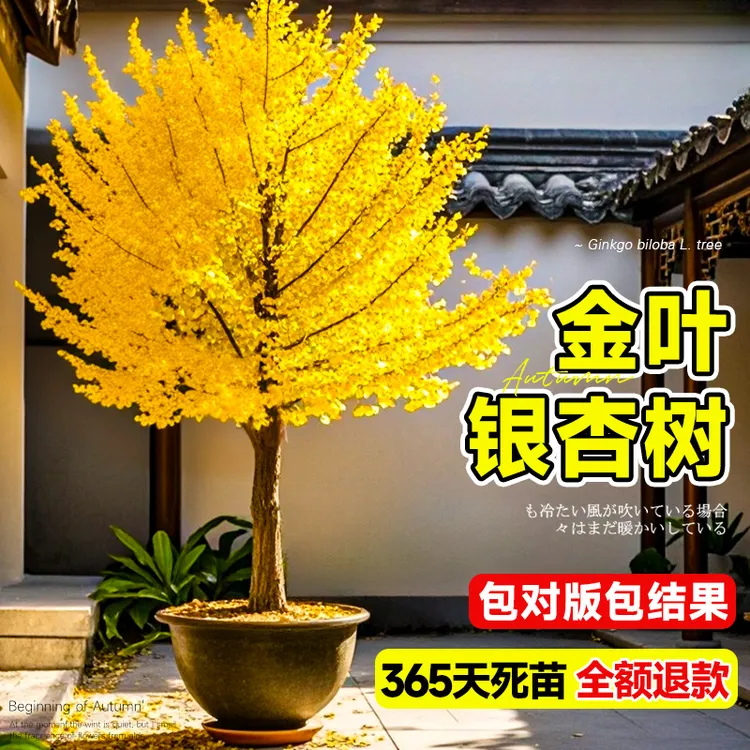 银杏树苗盆栽早金绿叶庭院别墅风景大型绿化树木白果小南北可种植