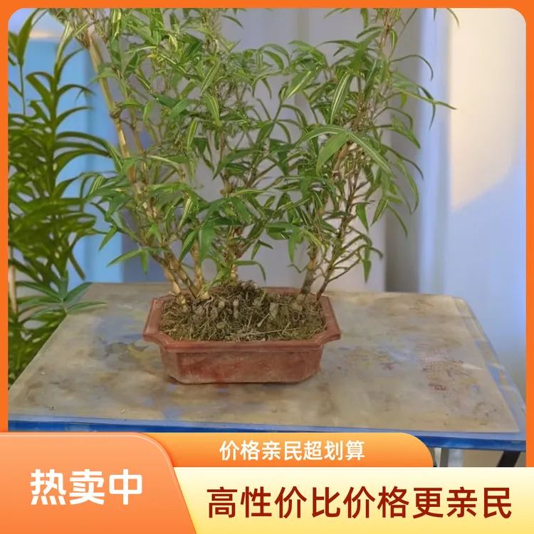 金丝小佛肚竹多枝盆景老桩室内外客厅摆放观赏