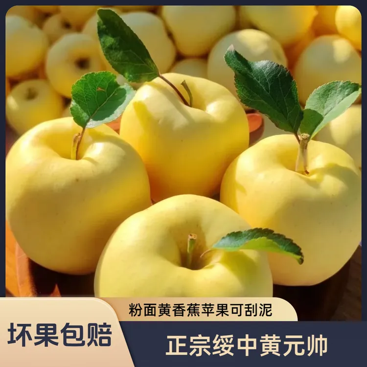 坏果包赔正宗东北黄元帅苹果非白苹果晚熟阿克苏冰糖心水果牛奶