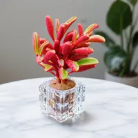 无土仙女棒1颗(含白水晶花器