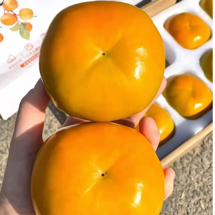 云南保山甜脆柿子无核皮薄多肉当季好货新鲜水果