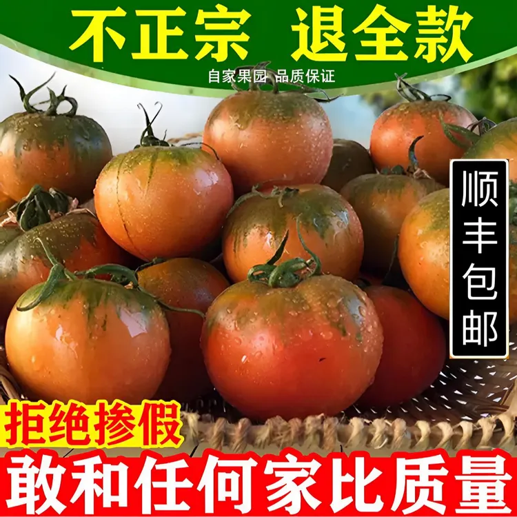 《精品3/5斤中果新鲜现摘》盘锦正宗碱地柿子草莓柿子铁皮番茄水果