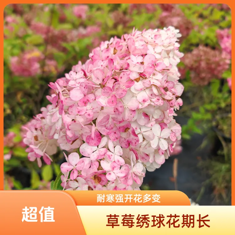 【香草草莓圆锥绣球绣球花】花色渐变花期长从夏美到秋新手闭眼入