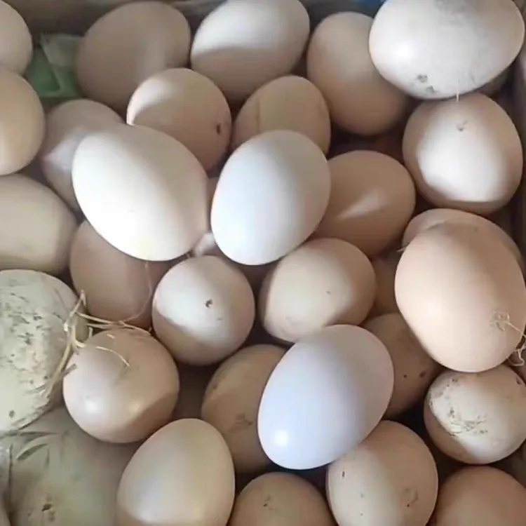 苏北兴化农家散养草鸡蛋新鲜土鸡蛋 顺丰包邮
