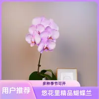 悠花里蝴蝶兰（代号nk63）全花开花珠发货