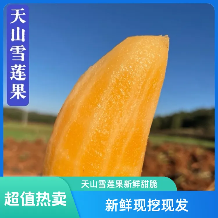 云南天山雪莲果新鲜黄肉低糖脆甜多汁现挖现发