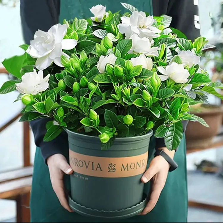 大叶栀子花盆栽幼苗花卉浓香型开花庭院阳台办公室绿植当前无花苞