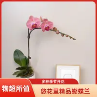 悠花里蝴蝶兰【聚宝财子】带花带花苞开花珠发货