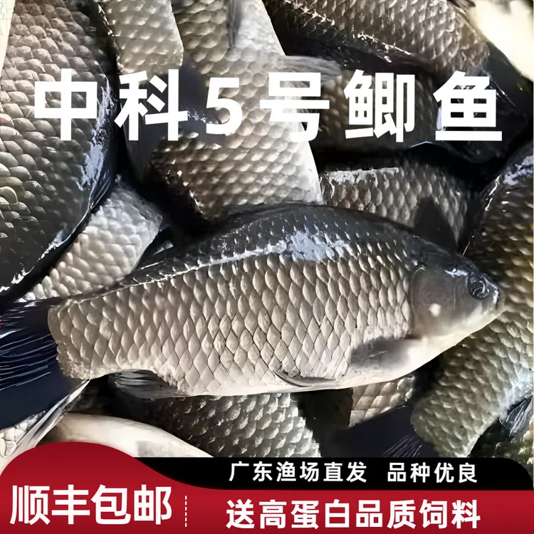 大品种中科五号鲫鱼黄金工程鲫湘云鲫高背淡水养殖活体大草鱼
