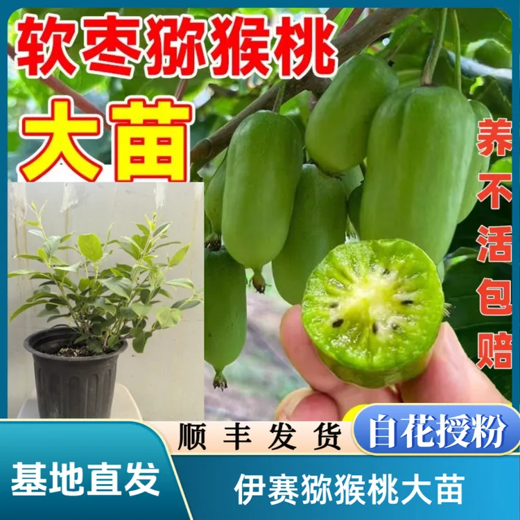 【京东。顺丰】伊赛软枣猕猴桃大苗自花授粉四季南北方盆栽阳台庭院