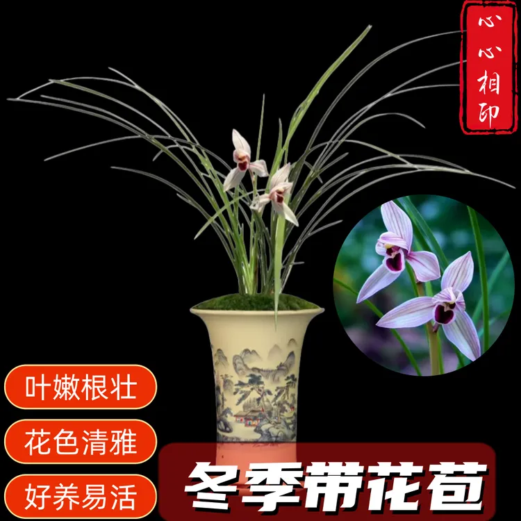 【莲瓣兰—心心相印】兰花盆栽 四季常青 室内好养 花香浓郁 香兰花