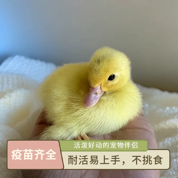 【暑期萌宠】宠物鸭番鸭萌宠活体鸭优质苗活力超治愈易饲养趣味假期