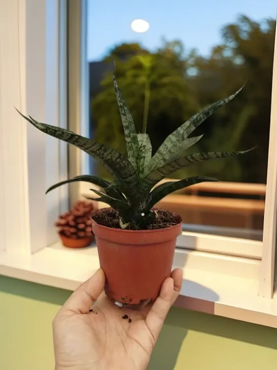 虎皮兰基地批发泰国西欧兰懒人好养阳台室内耐旱适应力强盆栽绿植