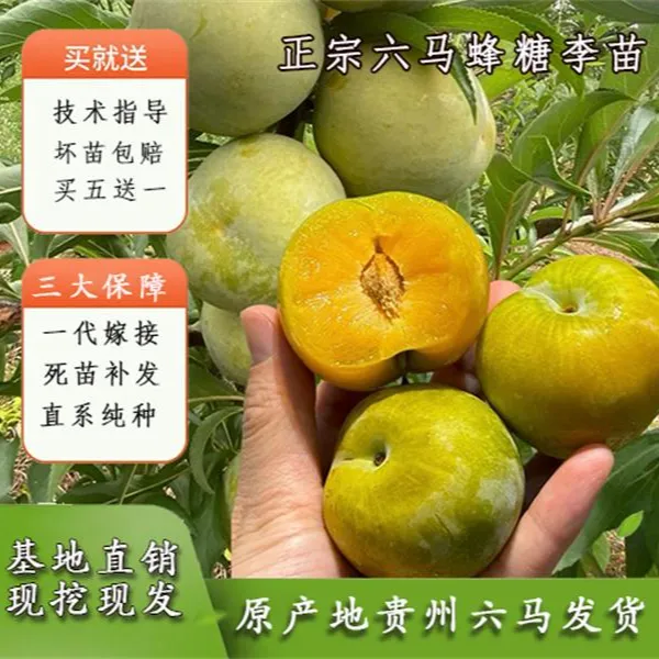 正宗六马蜂糖李树苗贵州蜂糖李子树苗树盆树苗南北方种植庭院结果