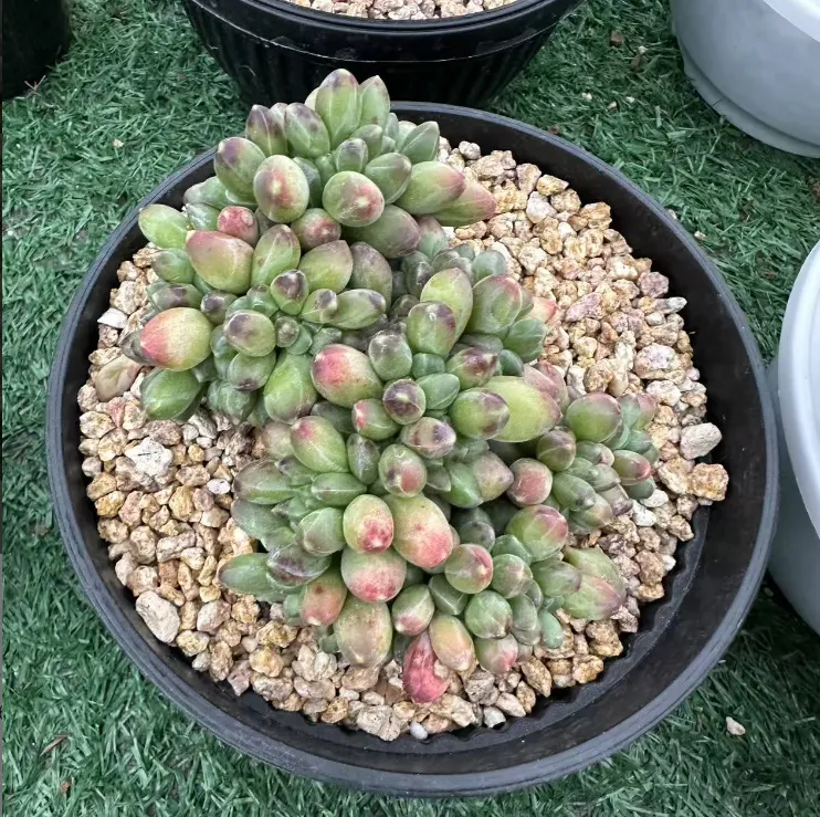 多肉植物千代缀随机一颗