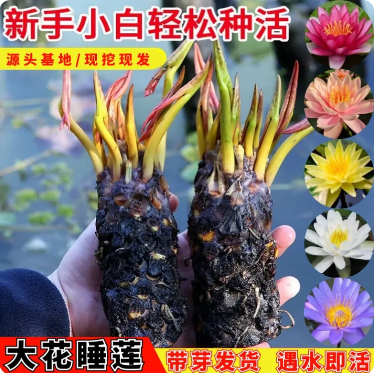 睡莲盆栽碗莲香水莲睡莲根块四季开花不断庭院池塘水生水培植物