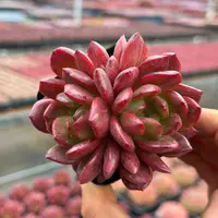 7#提灯石化多肉植物  前男友精品多肉 A1016