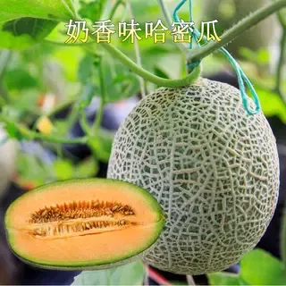 春夏蔬菜苗哈密瓜苗苗子精品水果甜瓜苗超甜网纹香瓜春秋季种植