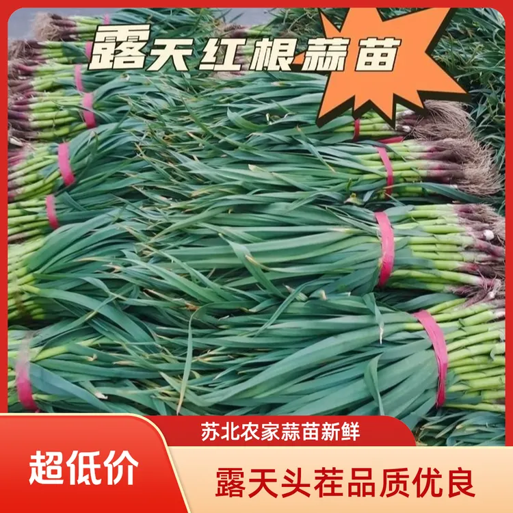 【顺丰包邮】苏北露天农家自种新鲜带泥红根香蒜苗露天现挖蔬菜