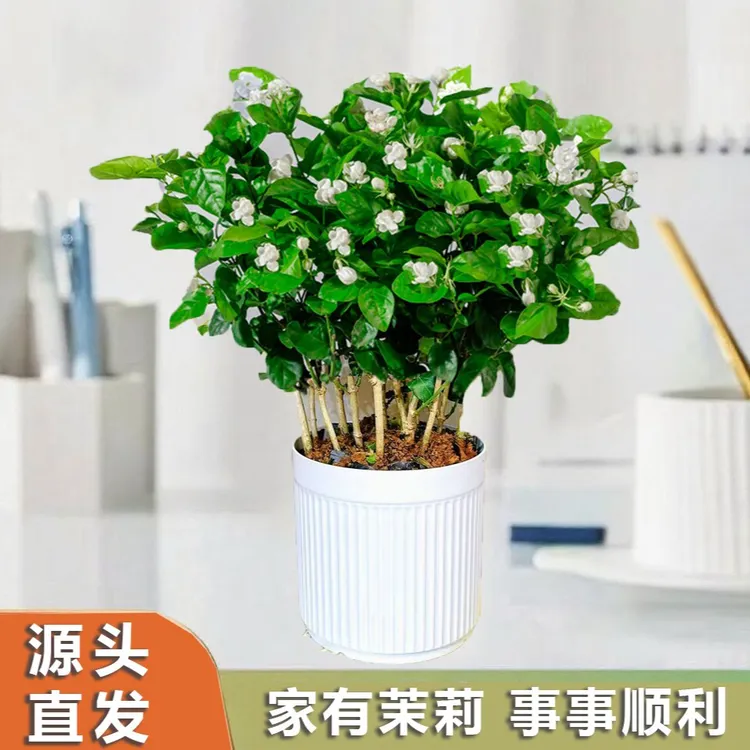 【带花苞】横州重瓣香水茉莉花盆栽地载绿植花卉开花清香喜阳喜水