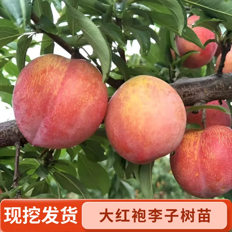 嫁接大红袍李子树苗蜂糖李脆李红布林李子苗盆栽地栽南方北方种植