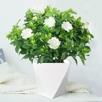 栀子花盆栽室内四季绿植浓香型好养活花卉植物