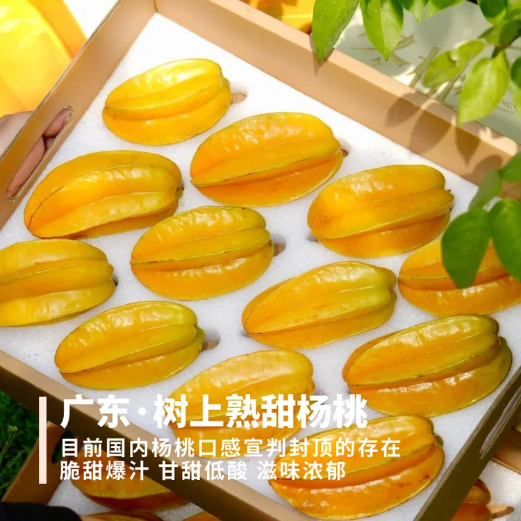 树上熟甜杨桃 广州韶关 硬脆甘甜多汁滋味足酸度低 果型小 4.5斤