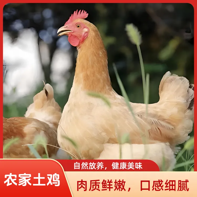 纯粮食散农家养走地老母鸡现杀现发肉质紧实炖汤超鲜月子鸡柴笨鸡