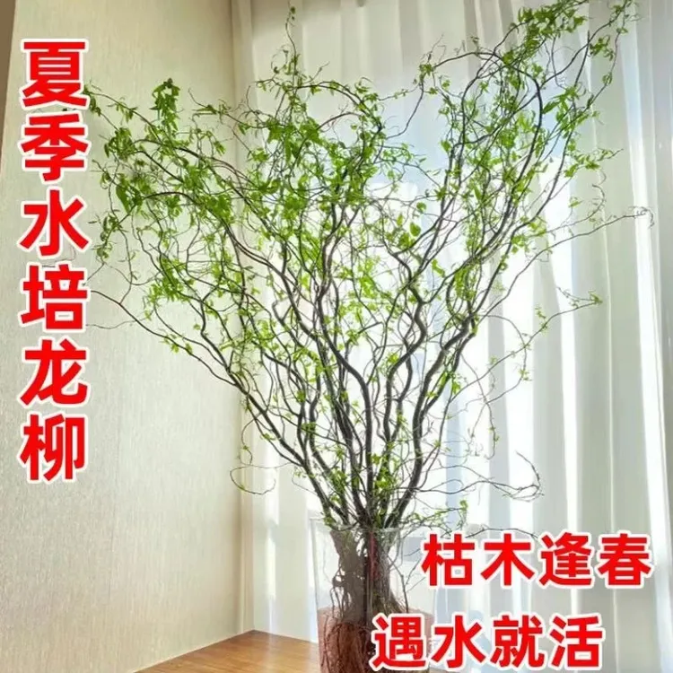 精品水培龙柳鲜枝插花客厅水培植物花卉四季好养懒人绿植家居装饰
