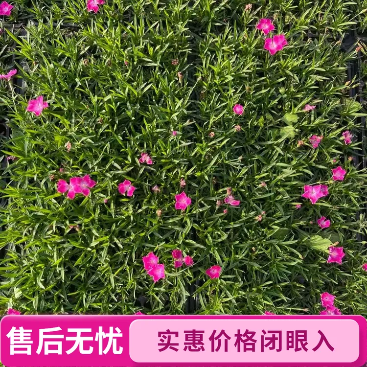 欧石竹盆栽石竹穴盘苗耐寒带花苞发货,庭院景观美化,绿化佳品绿植