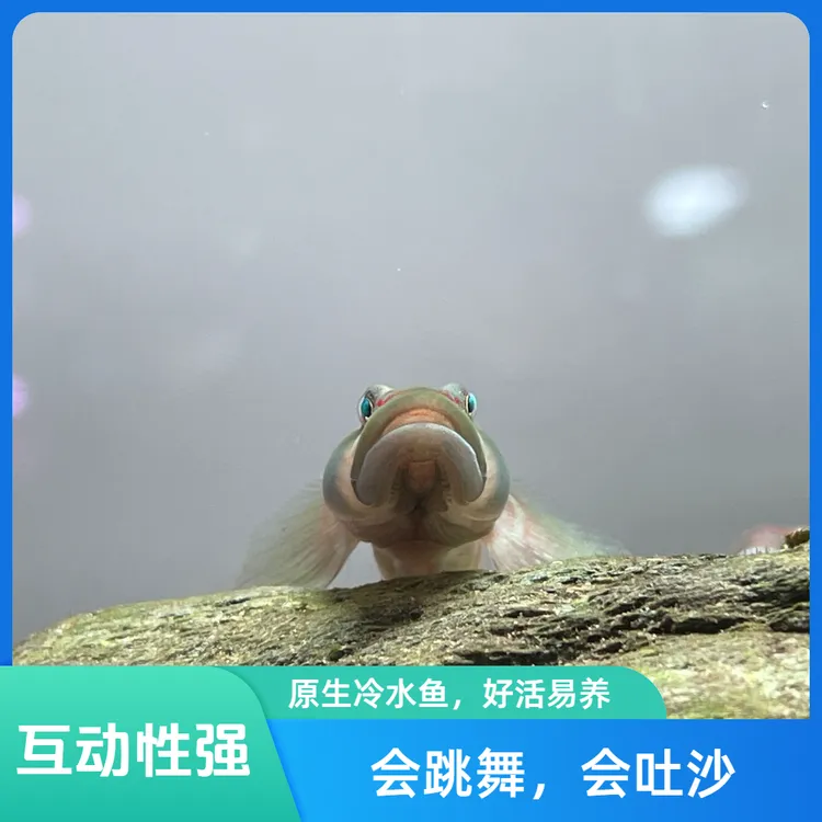 山东济南高帆褐纹虾虎冷水互动性吐沙好玩观赏鱼溪流缸不加温造景