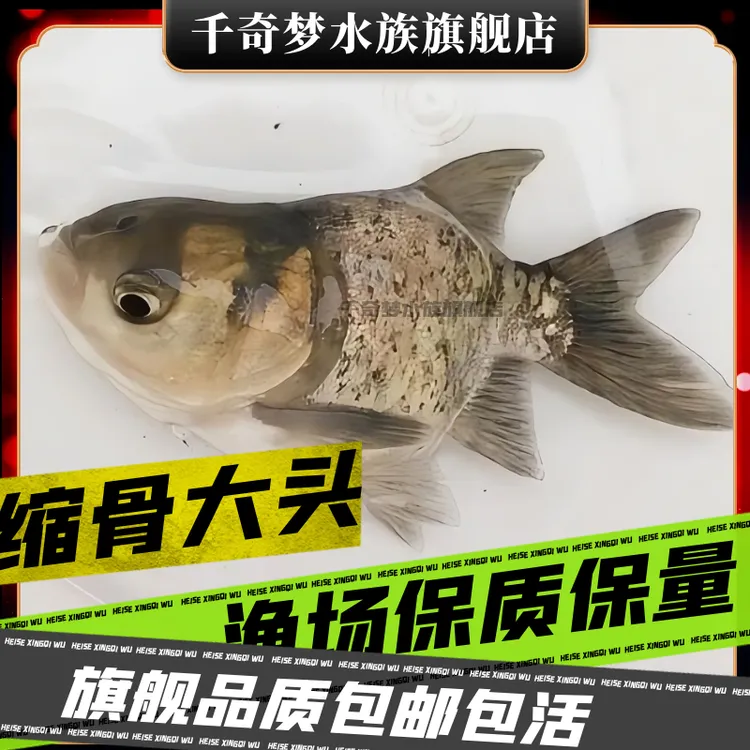 花鲢缩骨大头胖头鱼净水小鱼苗观赏鱼可爱好养Q萌大头鱼可食用