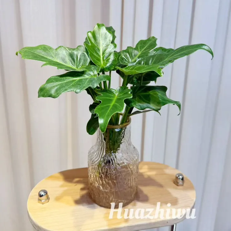 小天使春羽水培植物室内好养绿植盆栽净化空气除甲醛