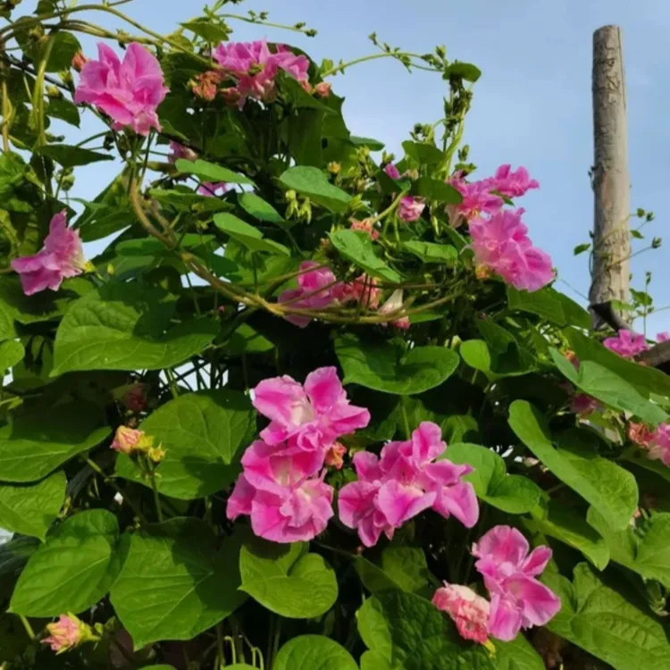 牵牛花种子重瓣牵牛花四季播种开花垂吊喇叭花室内外盆栽花籽子